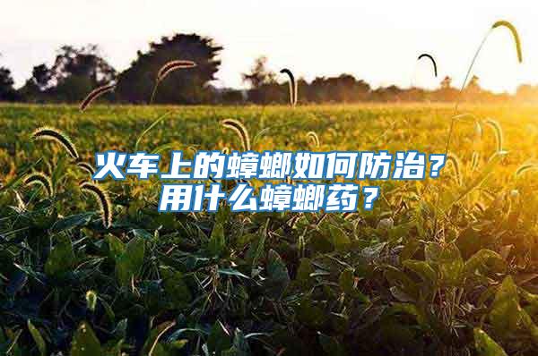 火車上的蟑螂如何防治？用什么蟑螂藥？